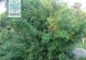 孝顺竹的叶尾为何突然变黄？（探究孝顺竹叶尾黄化的原因和应对方法）
