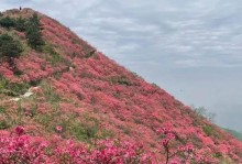 家里养映山红，招财进宝福满门（映山红风水大全，让你越养越旺！）