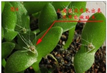 仙人柱繁殖的技巧与方法（掌握仙人柱繁殖窍门，快速扩大植株数量）