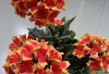长寿花叶子厚度的重要性（探究长寿花叶子厚度与其生长环境的关系）