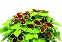 彩叶草，一种多年生植物（色彩缤纷，生命持久）