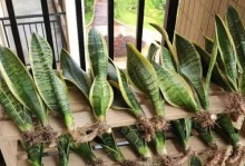 以虎皮兰的载种方法（从种子到新苗，轻松养活虎皮兰）