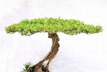 扬派盆景之传世宗师——周牧岑（以古法耕心，扬派盆景艺术的创世之光）