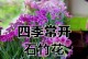 石竹花冬季也开花，惊艳四季（探究石竹花为何会冬季开花、如何养护石竹花）
