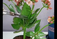 长寿花枯叶子处理方法（轻松解决长寿花叶子枯萎问题）