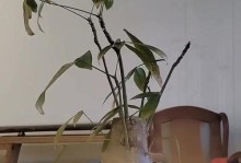 如何拯救冻死的发财树？（轻松救活你的发财树！）