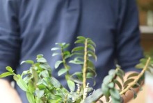 冬季木桩铁皮石斛养护指南