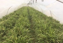 如何有效养护冬季的青叶吊兰？（掌握关键方法，让青叶吊兰在寒冷的冬季绽放生机）