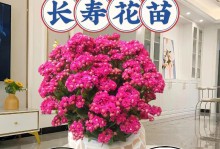 长寿花花期管理的技巧与注意事项（把握花期，长寿花才能常青）
