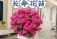 长寿花花期管理的技巧与注意事项（把握花期，长寿花才能常青）