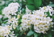 九里香花开花时间及养护技巧（每年开花一次，耐阴避风宜缓慢生长）