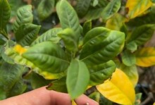栀子花叶片尖发黄的原因及处理方法（探究栀子花叶片尖发黄的可能原因，给出解决办法）