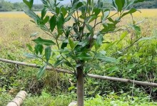 如何让盆栽栀子土干（让栀子土保持适度湿润的关键方法）