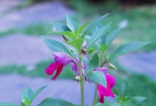 凤仙花的土配制方法及养护技巧（打造健康凤仙花的土壤配方和关键要素）