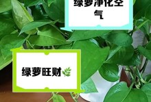 揭秘绿萝根部发绿的奥秘（绿萝根部发绿的原因及影响分析）