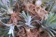 了解凤梨的生长周期（从种植到收获，看凤梨生长全过程）