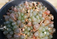 如何处理宝草玉露的徒长问题（宝草玉露的徒长表现及解决方法）