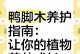 揭秘“以鸭掌是怎么来的”的秘密（从烹饪技巧到文化传承，探寻鸭掌历史的源起）