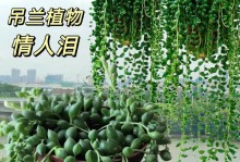 佛珠养殖全攻略（方法、注意事项和管理技巧，让你轻松养出健康的佛珠）