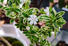 探秘花韭开花的奥秘（了解花韭开花的时间和特征，让你成为花韭专家）