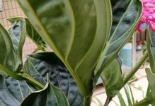 宝莲灯花的开花频率及影响因素（每年开花次数、生长环境与饲养方法的重要性）