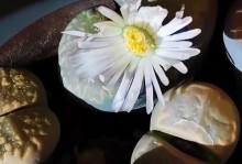 生石花的生长过程及特点（探索生石花的形成原理与美妙奇观）