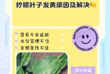 柠檬叶子发黄的原因及处理方法（怎样有效处理柠檬叶子发黄问题）