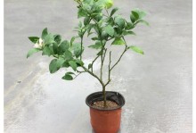 柠檬树开花结果时间（揭秘柠檬树的花期和结果期，让你轻松打理柠檬树）
