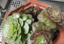 法师换盆最佳时间及技巧（如何正确选择盆土和盆器）