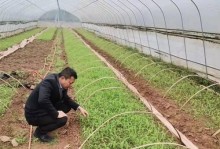 黑小豆的播种时间和技巧（如何选择适宜的时间和种植方法来获得更好的收成）