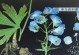 揭秘草乌和附片的关系（传统中药材草乌和附片到底是不是同一种植物？）