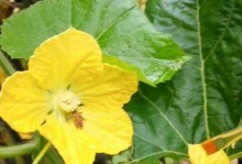 冬瓜花的奇妙之处（探秘冬瓜花的颜色与特性）