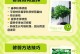 如何养护以平安树有黄叶问题（掌握关键养护技巧，让平安树焕发生机）