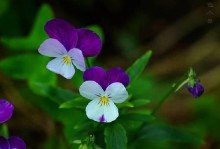 花菱草种植指南（快速掌握花菱草的种植技巧与养护方法）
