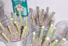 无土种植法（探秘以石斛无土扦插繁殖的秘密，让你轻松打造繁茂的石斛花园）