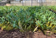 食用石斛的栽培方法（掌握食用石斛的种植技巧，打造丰收的家庭园艺）