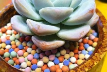 用石子水培植物的方法及注意事项（一种简单高效的植物水培方式，石子的选择和使用技巧）