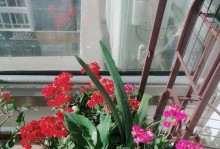 石竹花——喜阳还是喜阴？（探究石竹花的适生环境和养护技巧）
