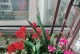 石竹花——喜阳还是喜阴？（探究石竹花的适生环境和养护技巧）