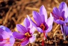 探秘藏红花开花的奥秘（花海中的瑰宝——藏红花）