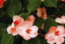 白掌如何换盆？（最佳换盆时间及注意事项。）