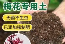 怎样在没有土地的情况下种植梅花（无土种植梅花方法和技巧）