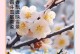 北方冬天地栽腊梅的养殖方法（腊梅地栽养殖关键步骤及注意事项）