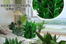 富贵竹（以富贵竹为绿色空气净化剂，甲醛吸附效果如何？）