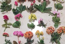 揭秘长寿花为何不长高（以扦插的长寿花为何无法延伸垂直生长？）