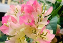 三角梅红粉佳人勤花，美丽与坚韧并存（以三角梅为主角，展现勤花的美丽品质）
