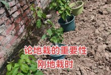 冬季叶子掉落后的保护与修复（冬天树木凋零，如何保护和修复植被？）