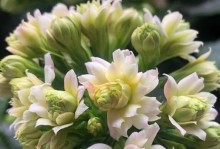 花期长的花卉盛开，美丽恒久不衰（探究花期长的花卉种类及美丽之处）