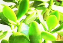 玉树的冬季保养之道（探寻玉树冬天的最佳生存环境与温度移室内的技巧）