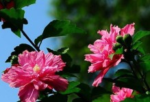 家门口种木槿花树，旺旺旺！（木槿花树的吉利与美丽）